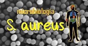Staphylococcus aureus. Revisión rápida.