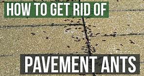 How to Get Rid of Pavement Ants (3 Simple Steps)