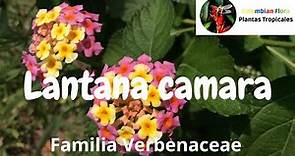 Planta reconcida como invasora, Lantana camara o cinco negritos - Familia Verbenaceae