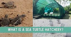What is a SEA TURTLE HATCHERY? // Poachers & Other Threats