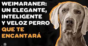 WEIMARANER: 9 COSAS que debe saber