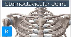 Sternoclavicular Joint - Location & Movements - Human Anatomy | Kenhub