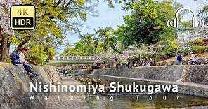 Nishinomiya Shukugawa Walking Tour - Hyogo Japan [4K/HDR/Binaural]