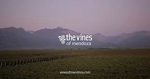 The Vines of Mendoza - Our Process - English