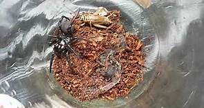 Feeding The Deadly Sydney Funnelweb Spider 5 ( Atrax Robustus )