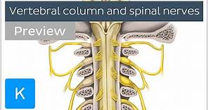 Vertebral column and spinal nerves (preview) - Human Anatomy | Kenhub