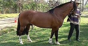 El caballo de raza chilena