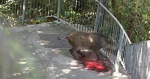 【野豬出沒】北角野豬遭欄杆夾著　血濺滿地待救 - 香港經濟日報 - TOPick - 新聞 - 社會