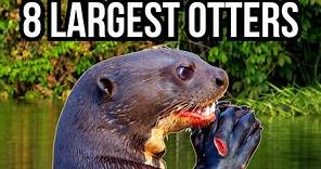 8 Of The Largest Otters In The World