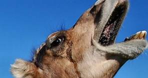 The Amazing Dromedary Camel