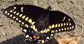 Raising Black Swallowtail Butterflies
