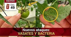 VASATES y MANCHA BACTERIANA en Tomate 🍅 ¿Cómo Tratar esta Plaga en Invernadero?