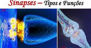 Sinapses – Tipos e Funções