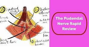 Pudendal Nerve Rapid Review