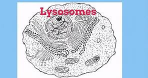 Lysosomes-Cell Organelles
