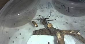 Latrodectus geometricus feeding (Brown Widow)