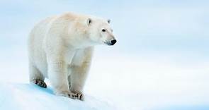 Polar Bear | Species | WWF