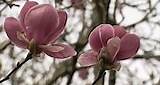 Magnificent Magnolias - Gardening Australia