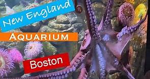 The New England Aquarium in Boston