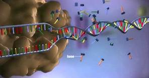 From DNA to protein - 3D