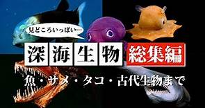 【総集編】魅力あふれる深海生物たちを徹底解説 ~魚・サメ・イカ・タコ・古代生物~
