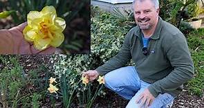 All About Daffodils - Narcissus - Jonquils