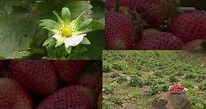 Cómo cultivar fresa orgánica - La Finca de Hoy