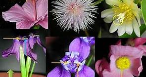 Morfología y anatomía de las partes florales y disección de la flor