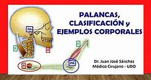🥇 PALANCAS, Clasificación y Ejemplos Corporales en Anatomía