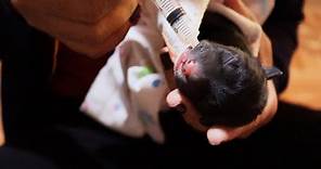 Women Breastfeeding Animals New Born By Her Milk So Lovely In Village At Rural Area