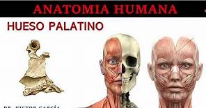 Hueso Palatino - Anatomía Humana en Odontología