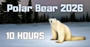 Polar Bear 2026 10 Hours