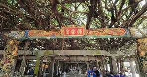 【台灣行旅─澎湖】白沙保安宮通梁古榕 (4K) ※ 【Taiwan Travel ─ Penghu】Bao'an Temple Tongliang Great Banyan (4K)