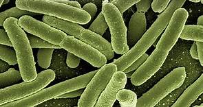 12 Most Dangerous Bacteria, According To Science, And The Illnesses And Symptoms They May Cause