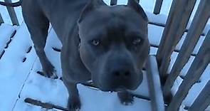 9 Things You Should “Nose” about the Blue Nose Pitbull - Animalso