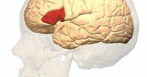 Área de Broca: funciones, anatomía y enfermedades