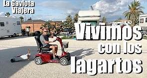 La Gaviota Viajera #142: VIVIMOS con 😎 los LAGARTOS 🚍