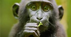 Best Monkey Moments | BBC Earth