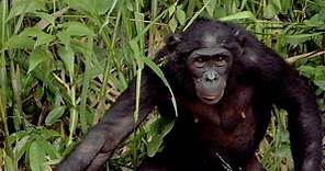 NOVA:Can the Bonobo Get the Apple? Season 35 Episode 7