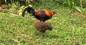 Red junglefowl flying rooster