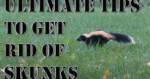 Learn How to Get Rid of Skunks Fast | BEST Repellent for Getting Rid of Skunks | How to Repel Pests
