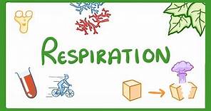 GCSE Biology - Respiration #21