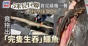 動物奇事｜科學家剖開5公尺巨蟒驚見完整鱷魚 震撼片達千萬次點擊