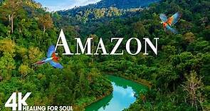 Amazon 4K - The World’s Largest Tropical Rainforest | Jungle Sounds | Scenic Relaxation Film