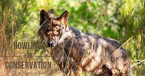 Howling For Conservation - The Iberian Wolf (o lobo ibérico) | Inspire Wilderness