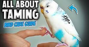 How to Tame & Take Care of Your Pet Bird | Parakeet Budgie Compilation