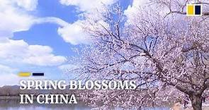 Spring blossoms bloom in Beijing, China