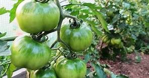 10 Terrific Tomato Growing Tips - Growing PERFECT Tomatoes at Home