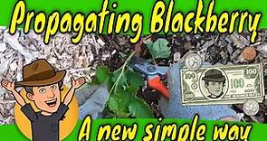 Propagating blackberry plants A new simple system
