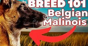 BELGIAN MALINOIS 101! Everything You Need To Know About the Belgian Malinois!